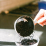 Dried Black Elderberries - Organic - 1 Pound