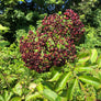 Organic Dried Elderberries Bush - Sweet's Elderberry Benefits