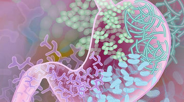 Support Immunity and Mood with a Healthy Gut