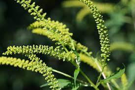 Ragweed: Fall's Biggest Bother