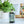 Elderberry Shrub - Organic
