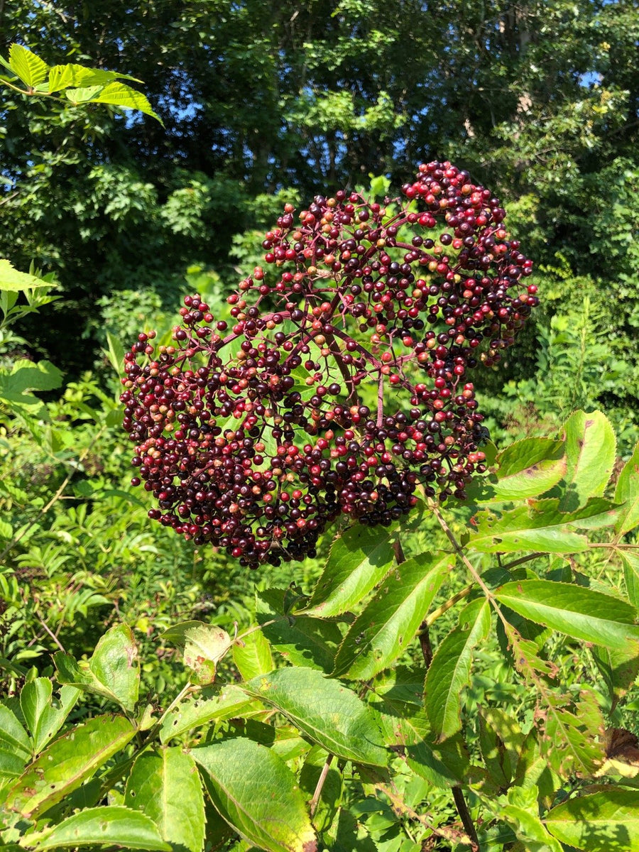 Organic Dried Elderberries Bush - Sweet's Elderberry Benefits